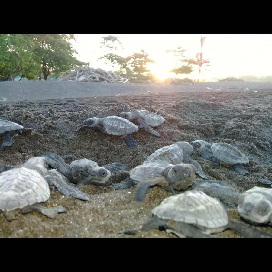 Villas Punta India Ostional Wildlife Refuge Kültér fotó